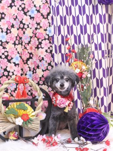 20250131ヒナちゃん